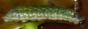 Larvae